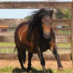 LOTE 017 - CHOCOLATE