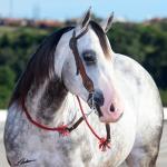 LOTE 023 - SMOOTH DUAL MIME