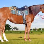 LOTE 025 - DORY RAINBOW