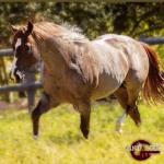LOTE 013 B - FANTASTIC CAT (Coberturas)