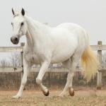 LOTE 007 - KEENNESS BONSMAL