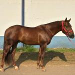 LOTE 018 - SPIRIT HANCOCK