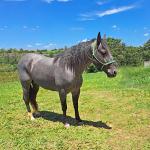LOTE 013 - PEPTOBOONREY