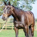 LOTE 008 - INDIAN BOONSMAL SN