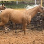 LOTE 016 - EXTRA DOS