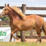 LOTE 014 - BRUTOS