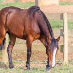 LOTE 002 - JOIA DA CAPIVARA