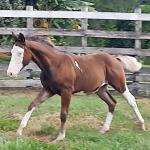 LOTE 002 - CHEX FROM SHINER´S