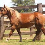 LOTE 005 - FAVACHO