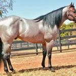 LOTE 300 - BLACKSMITH FAME BG (Coberturas)