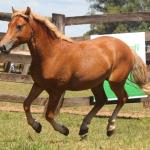 LOTE 015 - IMPERADOR
