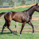 LOTE 008 - INDIAN BOONSMAL SN
