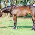 LOTE 008 - INDIAN BOONSMAL SN
