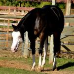 LOTE 011 - SEVERUS BOY MIME