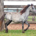 LOTE 003 - CAQUI