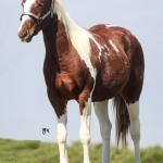 LOTE 008 - ROVER TARI CAT YBJ
