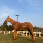 LOTE 007 - FAST IN COUNTRY PDL