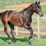 LOTE 008 - INDIAN BOONSMAL SN