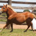 LOTE 015 - IMPERADOR