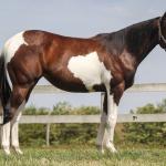 LOTE 006 - NAOMY TOP TOO CODY YBJ