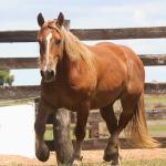 LOTE 005 - FAVACHO
