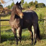 LOTE 006 - PEROLA HANCOCK SMR