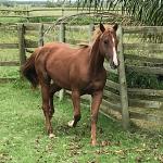 LOTE 008 - DYNA ROOSTER