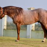 LOTE -100 - JACK DUAL KEYS RM (COBERTURA)