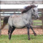 LOTE 003 - CAQUI