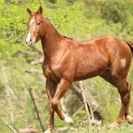 LOTE 014 - BEST POP CHEX Z