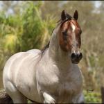 LOTE 100 - METALLIC REY STAR 4M (Coberturas)