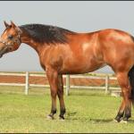 LOTE 005 - BRENA WINNIN DU VAL