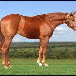 LOTE 014 - BEST POP CHEX Z