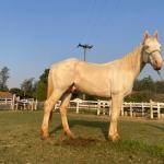 LOTE 016 - BUENO PEPPYS BOY LLB
