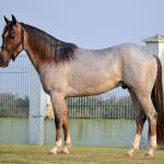 LOTE -200 - METALLIC LENA (COBERTURA)