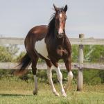 LOTE 006 - NAOMY TOP TOO CODY YBJ