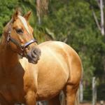 LOTE 020 - EMBRIÃO A EFETIVAR - ALLOT PEP DUN IT x DOURADA DOUBLE