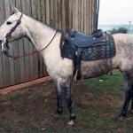 LOTE 001 - BLOND ME A SHINE