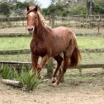 LOTE 009 - LADY STREAKIN KEYS