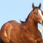 LOTE 020 - IRON POCO GUN YBJ