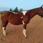 LOTE 013 - HILL TOPFLYER HSA