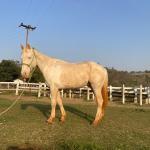 LOTE 016 - BUENO PEPPYS BOY LLB