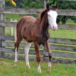 LOTE 002 - CHEX FROM SHINER´S