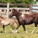 LOTE 002 - ESTRELA