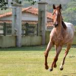 LOTE 003 - JACK DOC BEE