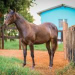 LOTE 005 - MAYA FLING STARLIGHT