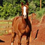 LOTE 021 - JOHN CAT GUN CDA