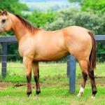 LOTE 007 - SHINER LITTLE CIELO