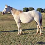 LOTE 010 - CHIQUINHA PISTOL (2x1)