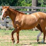 LOTE 017 - VIRUTA 3236 DA TRADIÇÃO